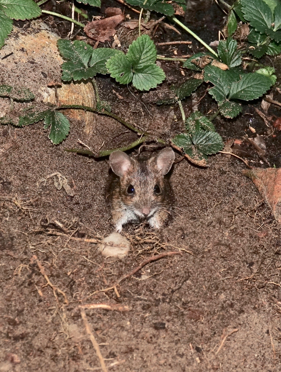 Nieuwe buren - Zoogdieren - Bosmuis