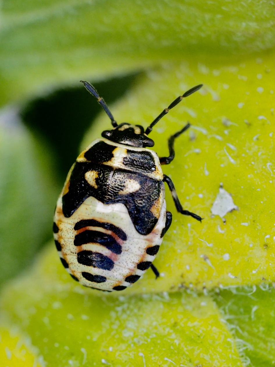 Nimf koolschildwants - Geleedpotigen - Koolschildwants