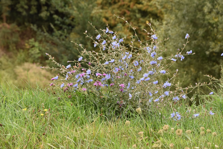 Nog veel bloemen in de berm - Planten - 