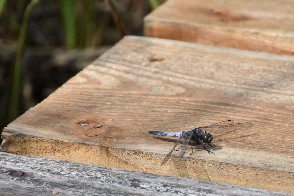 Oeverlibel - Geleedpotigen - 