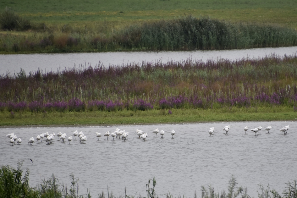 Ongeveer 60 lepelaars - Vogels - 