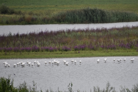 Ongeveer 60 lepelaars