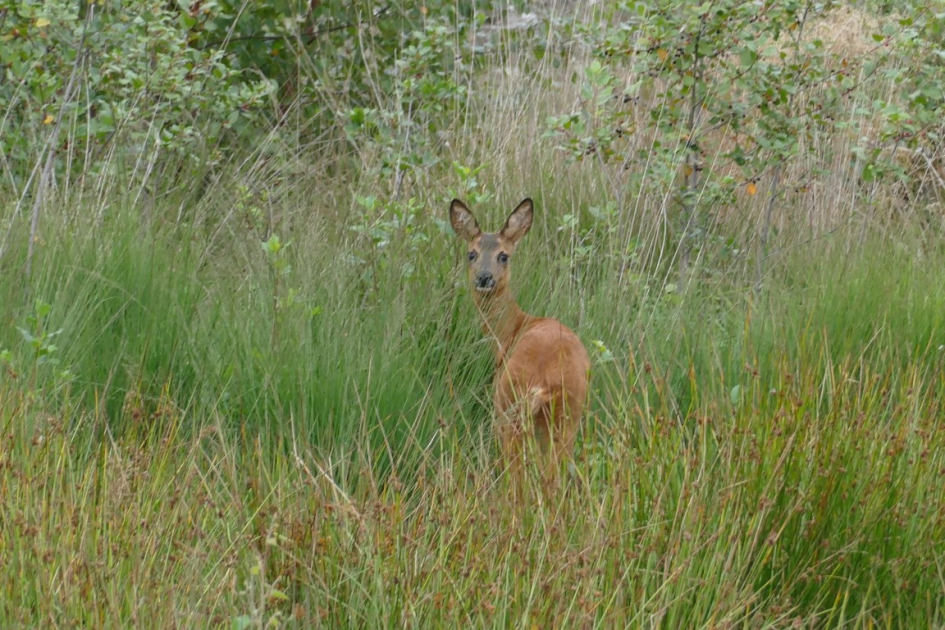 Oog in oog - Zoogdieren - Ree