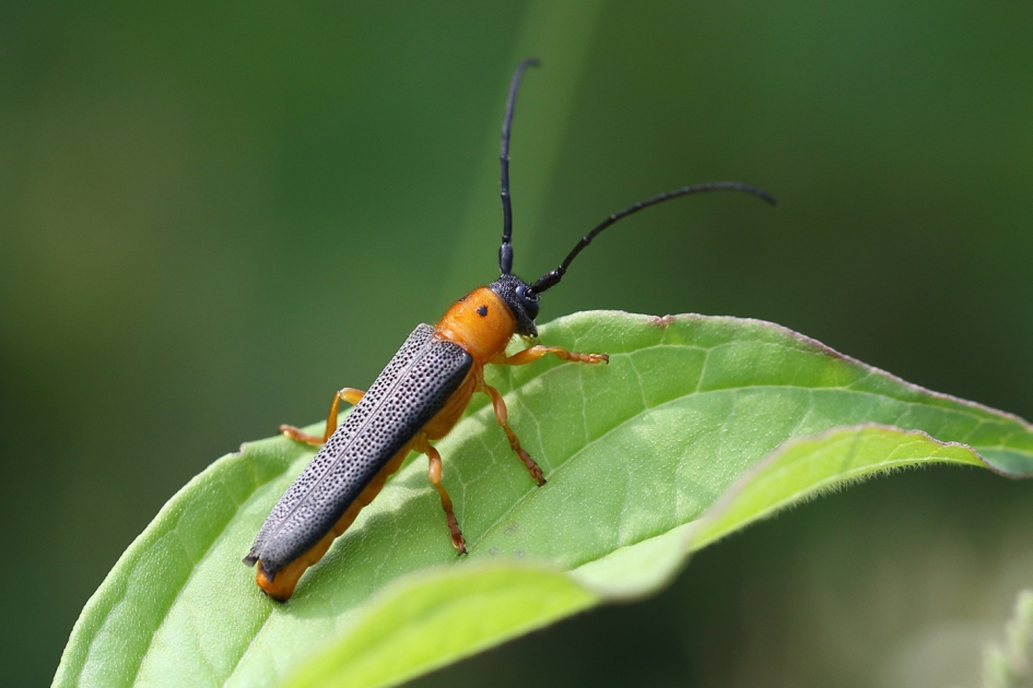 oogvlekboktor - Geleedpotigen - 