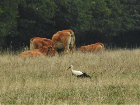Ooievaar tussen de grote grazers
