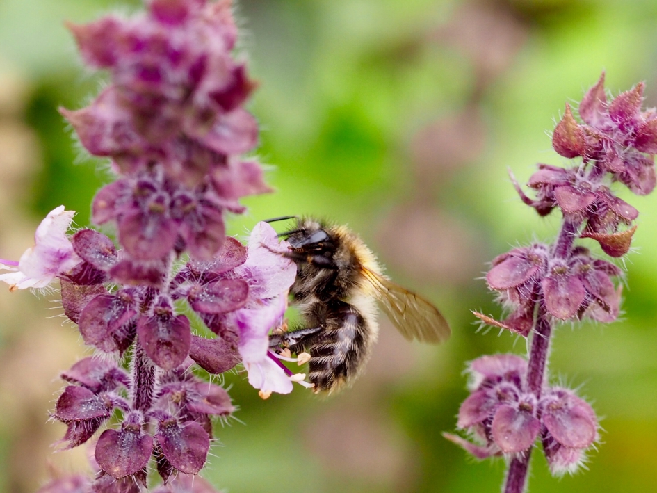 Op de kaneelbasilicum - Geleedpotigen - Vermoed de vierkleurige koekoekshommel