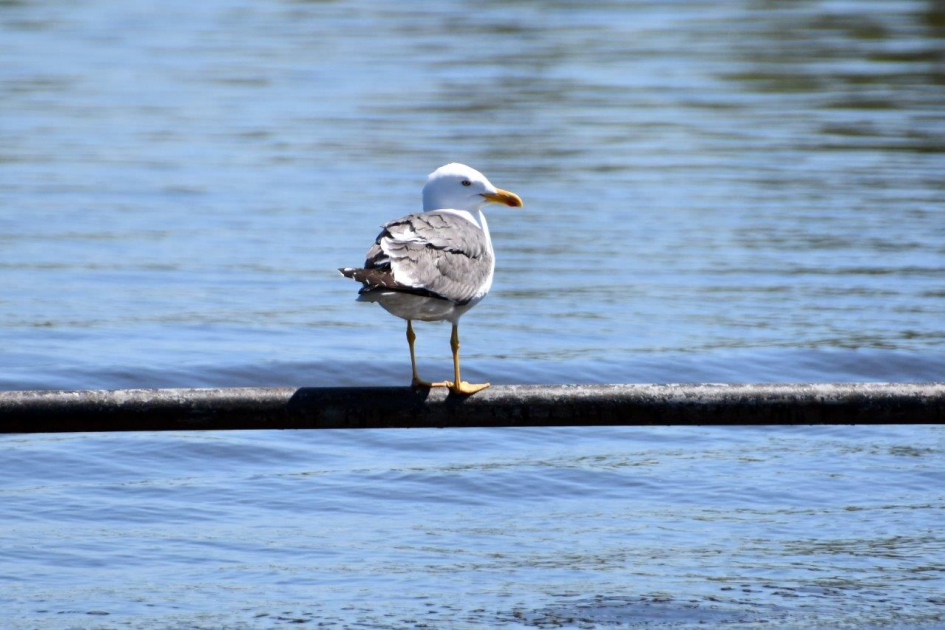 Op de uitkijk.. - Vogels - 