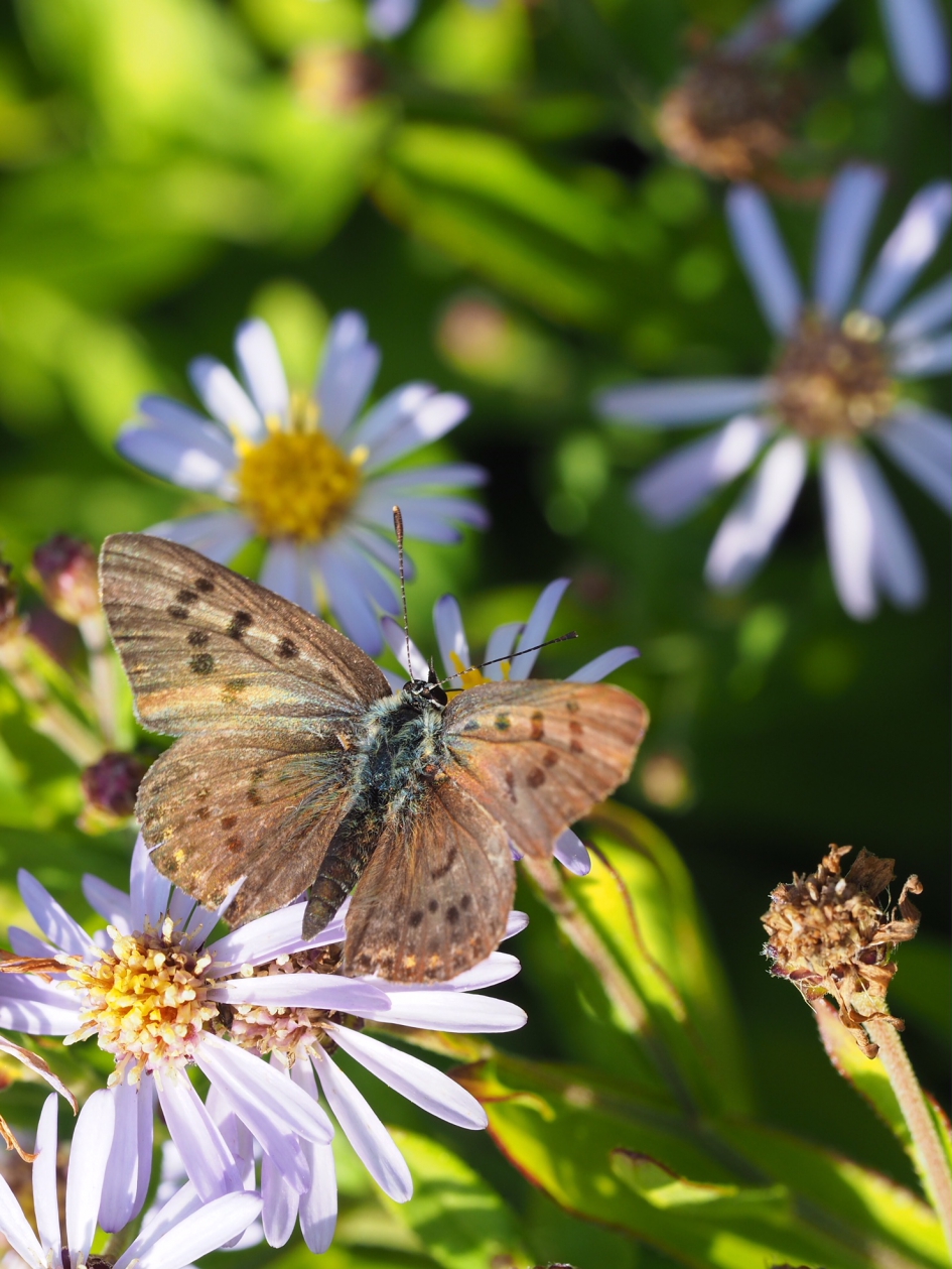 Op de zomerasters - Geleedpotigen - Icarusblauwtje, vrouwtje