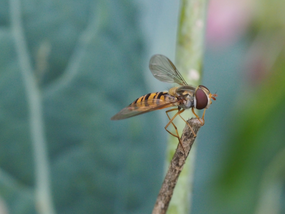 Op een stokje - Geleedpotigen - Pyamazweefvlieg