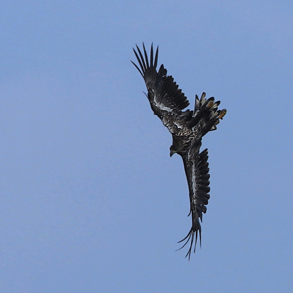 Opnieuw: Aanvalluh !!! - Vogels - Zeearend