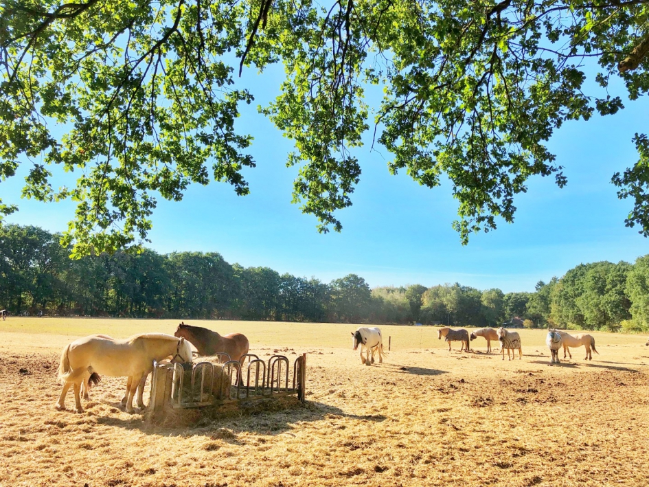 Paarden bijgevoerd - Weer en landschap - Paarden