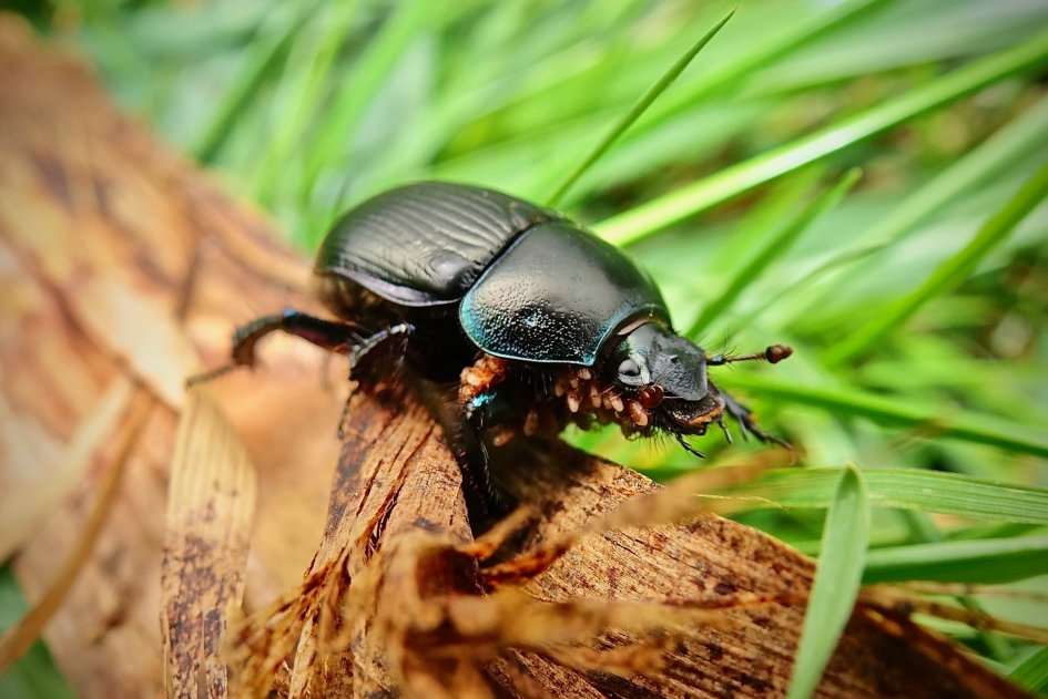 Paardenmestkever vol met parasieten - Geleedpotigen - Paardenmestkever