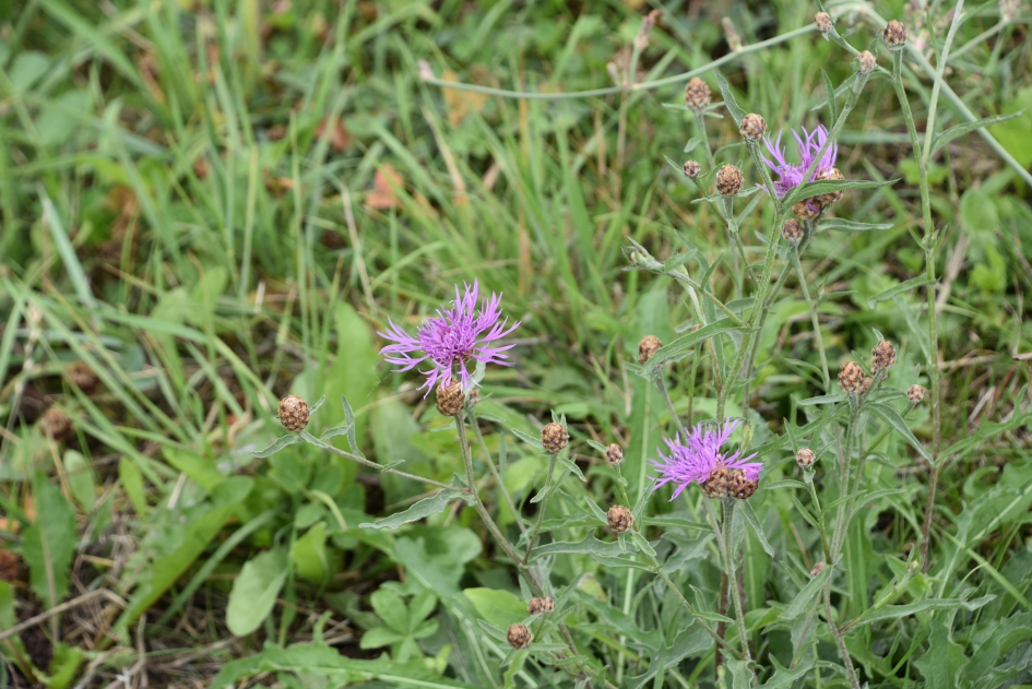 Paarse korenbloemen - Planten - 