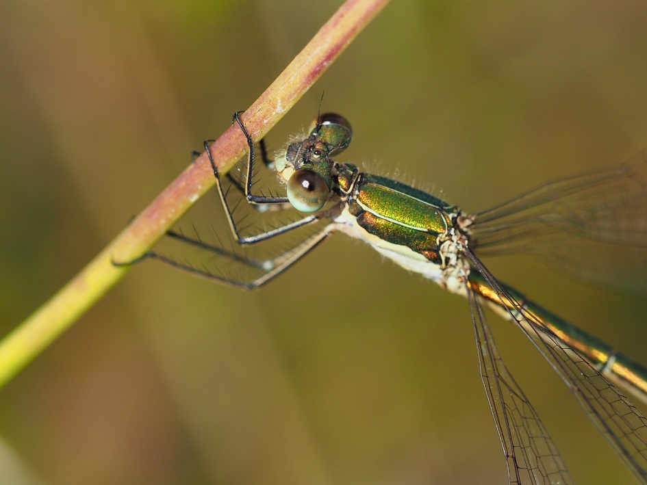 Pantser - Geleedpotigen - Tengere pantserjuffer
