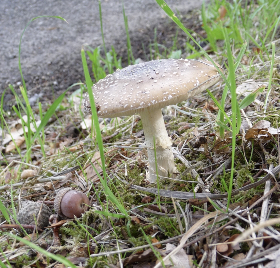 Parelameniet? - Schimmels - 