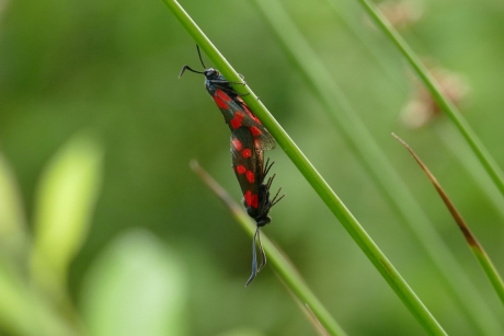 Parende St. Jansvlinders