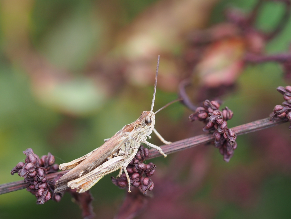 Parmantig krekeltje - Geleedpotigen - Krekel, welke soort?