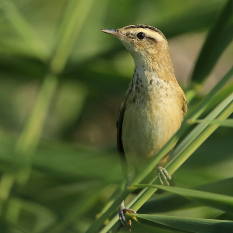 Phragmite des joncs ...