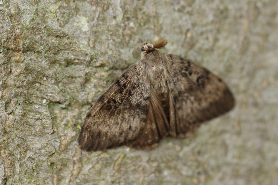 plakker - Geleedpotigen - 