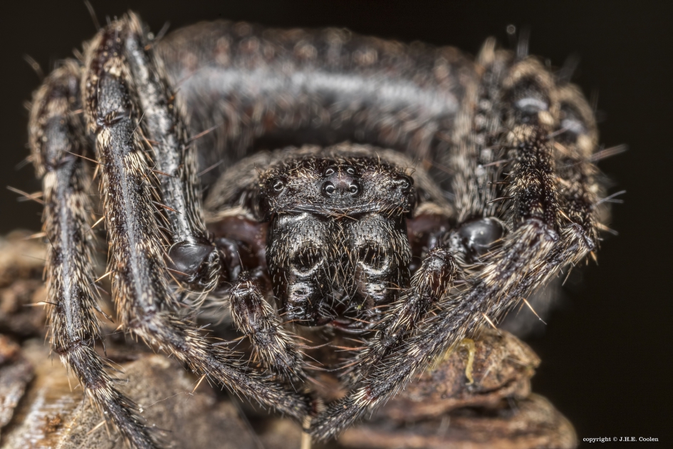 Platte wielwebspin (Nuctenea umbratica) - Geleedpotigen - Platte wielwebspin