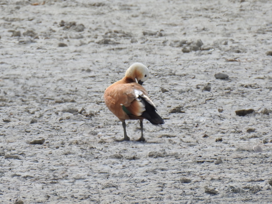 Poetsende casarca - Vogels - Casarca