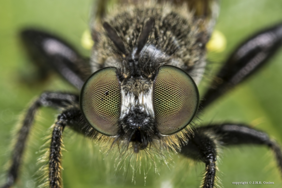 Portret van een..... - Geleedpotigen - Eiken-stamjager