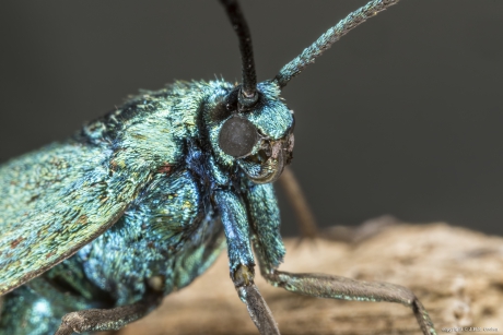 Portret van een.....