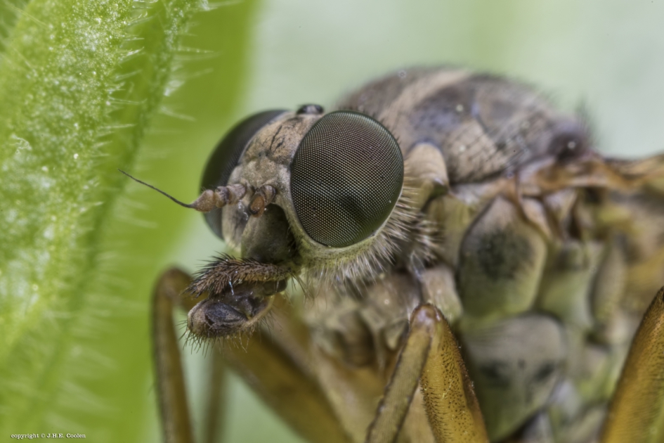 Portret van een..... - Geleedpotigen - Gewone snipvlieg
