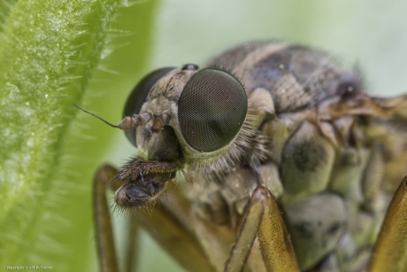 Portret van een.....