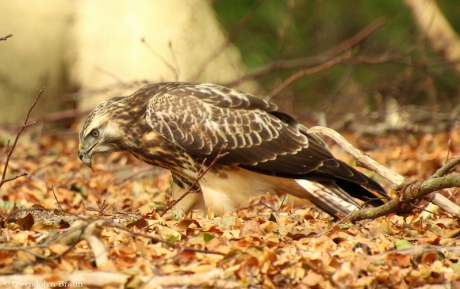 Portret van een jonge buizerd