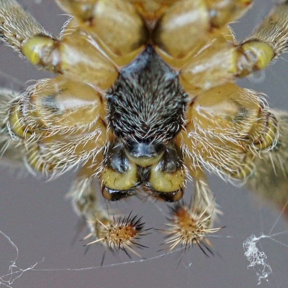 Close-up van een spin - Geleedpotigen - 