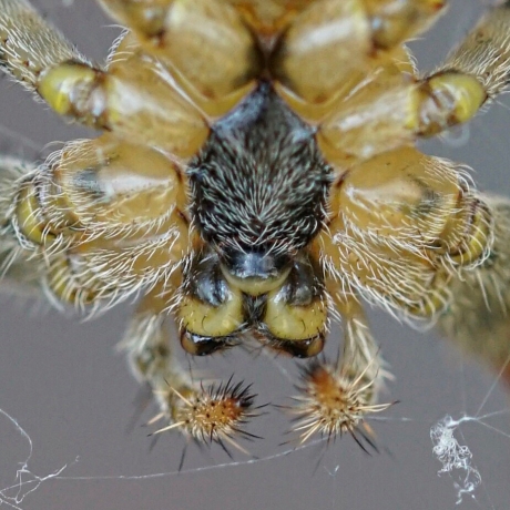 Close-up van een spin