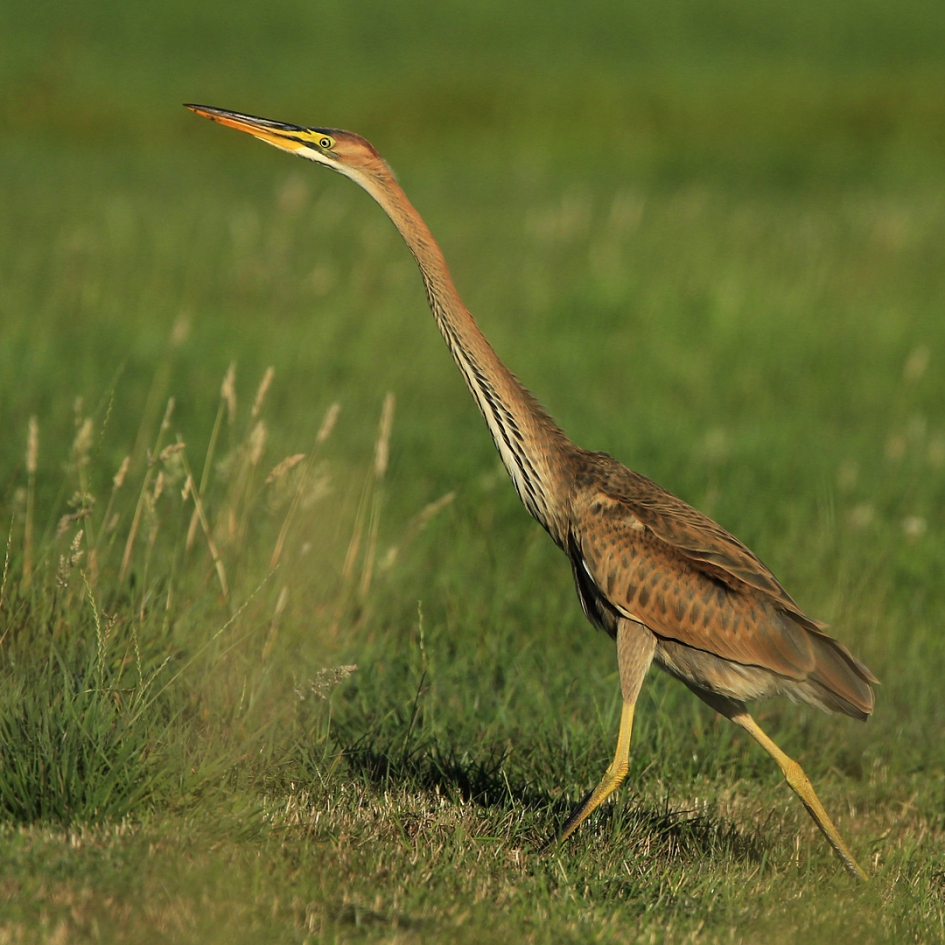 Purperreiger - Vogels - Purperreiger
