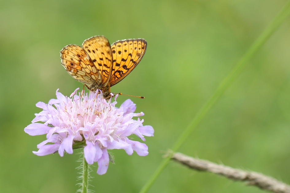 purperstreepparelmoervlinder - Geleedpotigen - 