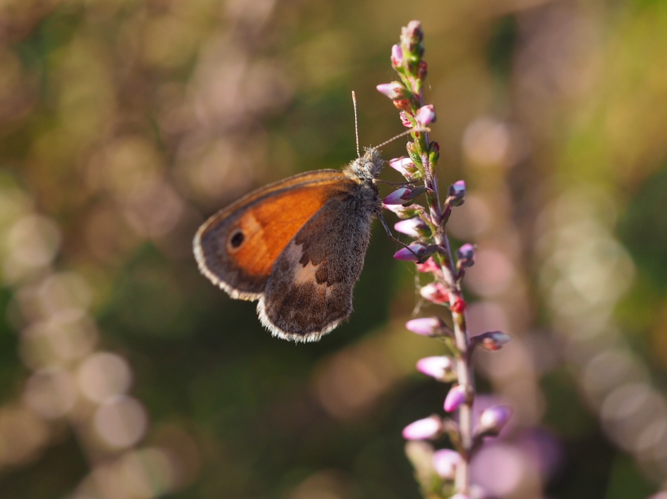 Pyronia tithonus - Geleedpotigen - Oranje zandoogje