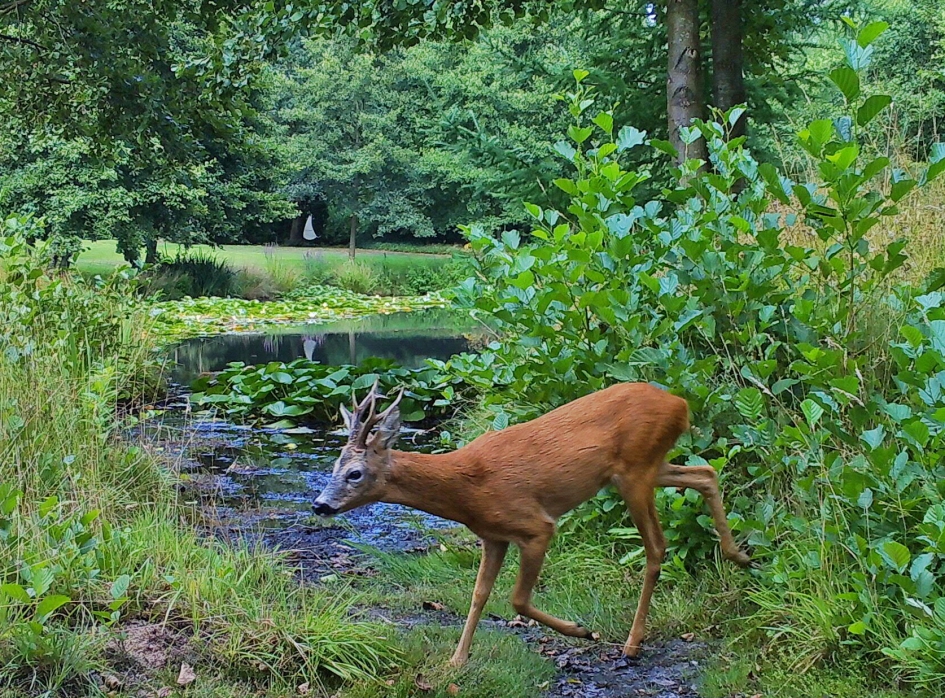Reebok bij onze vijver - Zoogdieren - Reebok