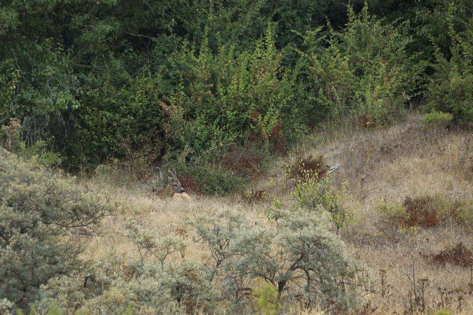 Reebok in het droge duingebied . - Zoogdieren - Ree