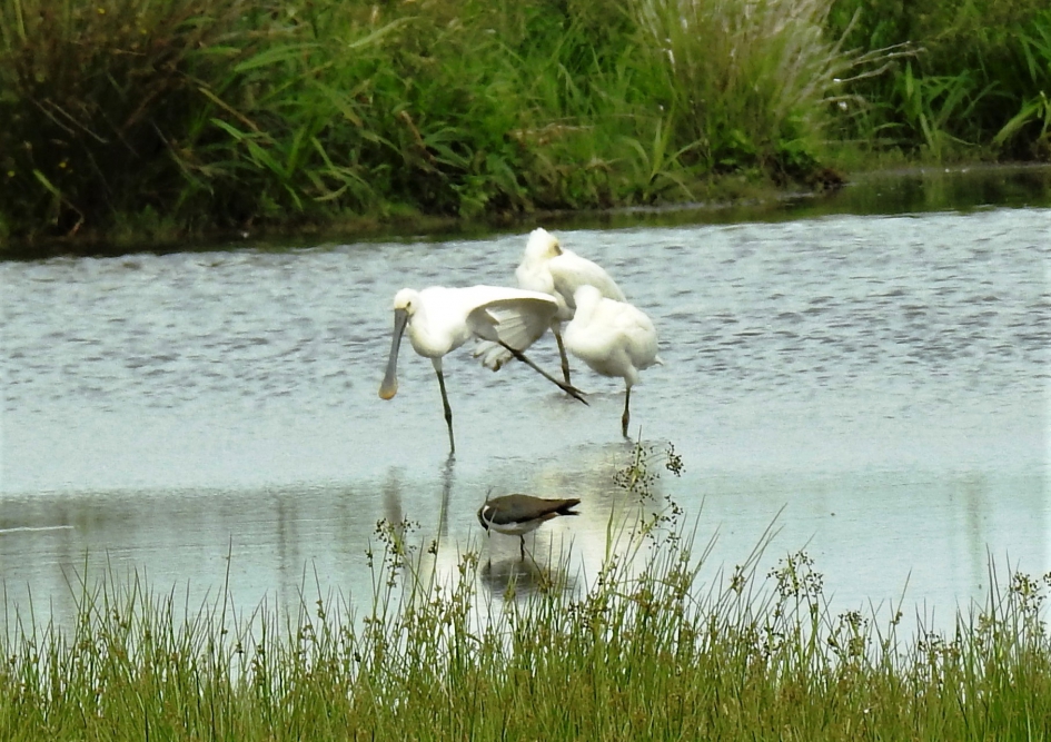 Rek- en strekoefeningen zijn ook goed voor Lepelaars - Zoogdieren - Lepelaar