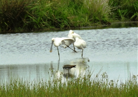 Rek- en strekoefeningen zijn ook goed voor Lepelaars