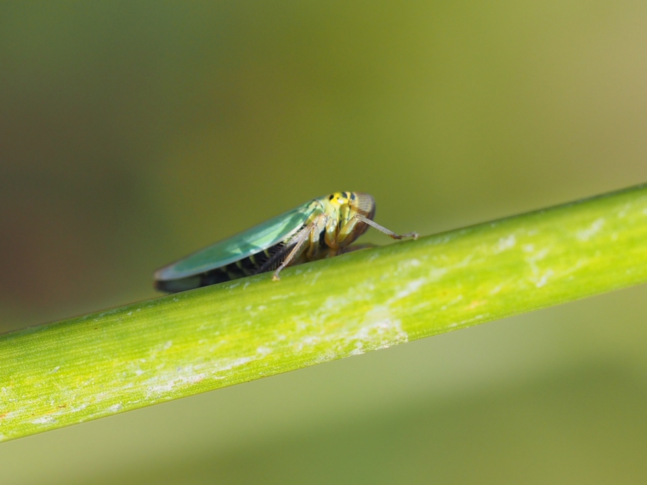 Rietcicade - Geleedpotigen - Rietcicade