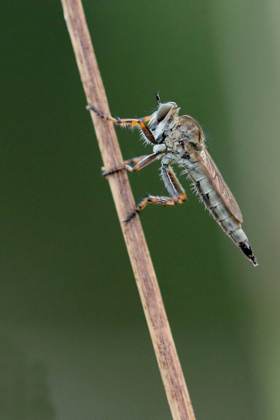 ringpootroofvlieg -v- - Geleedpotigen - 