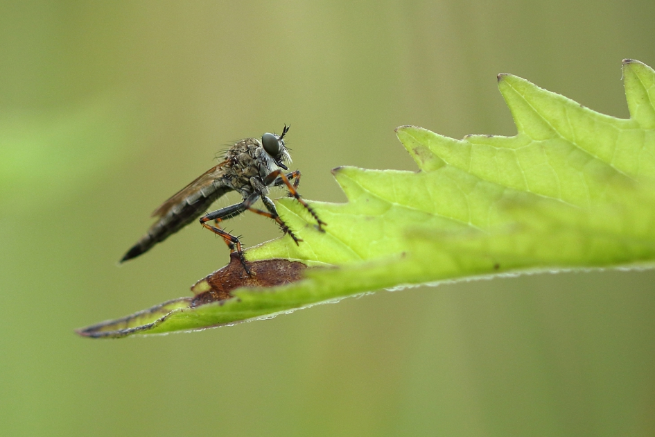 ringpootroofvlieg -v- - Geleedpotigen - 