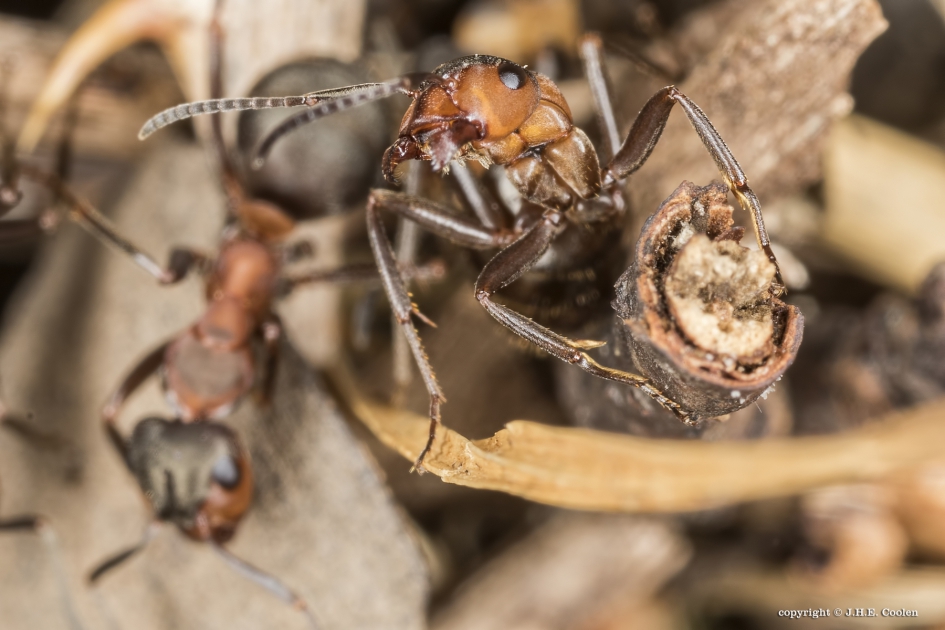 Rode bosmier - Geleedpotigen - Rode bosmier
