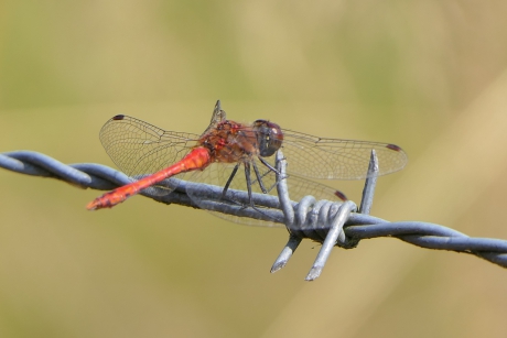 Bloedrode Heidelibel