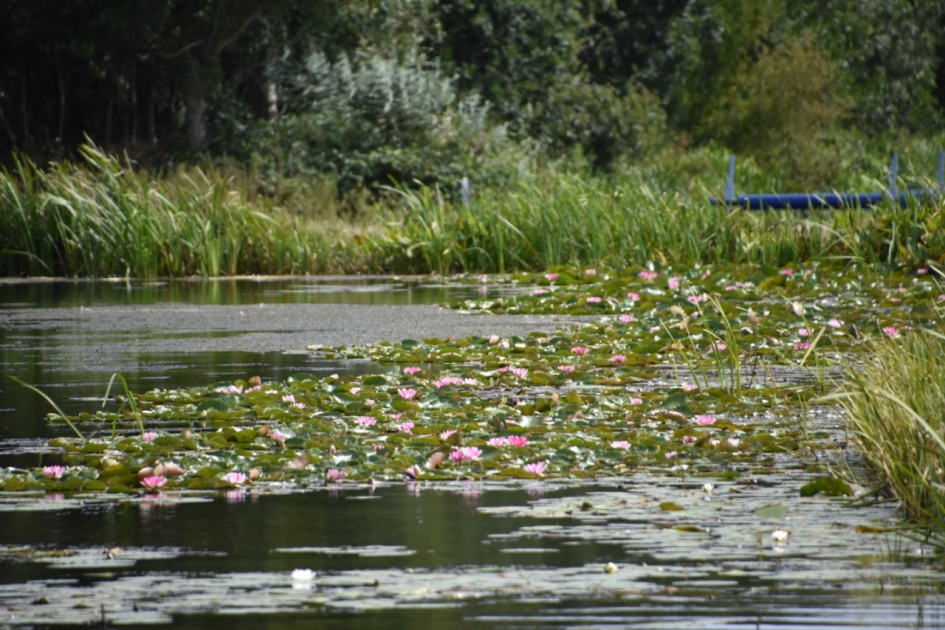 Rode waterlelies - Planten - 