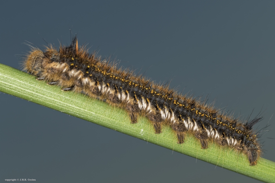Rups rietvink - Geleedpotigen - Rietvink