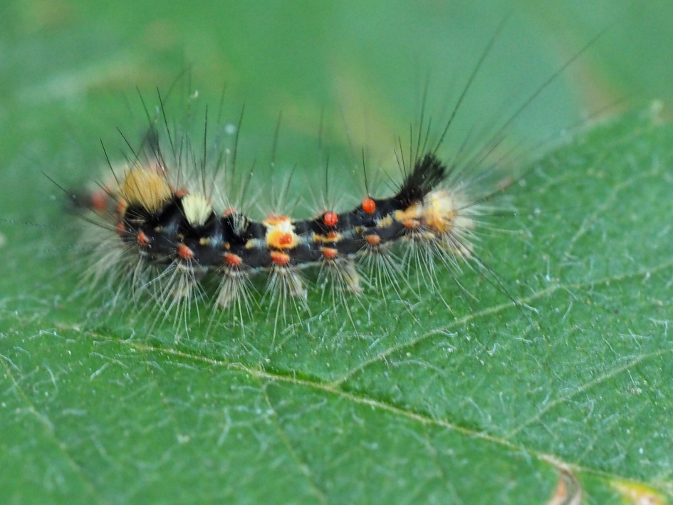 Rups witvlakvlinder - Geleedpotigen - Rups witvlakvlinder