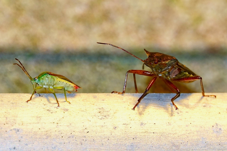 Samen onder de tuinlamp - Geleedpotigen - Wants
