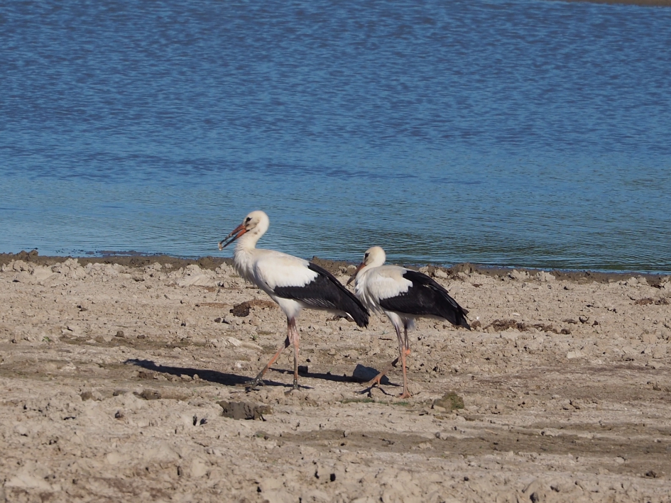 Samen op stap - Geleedpotigen - Ooievaar
