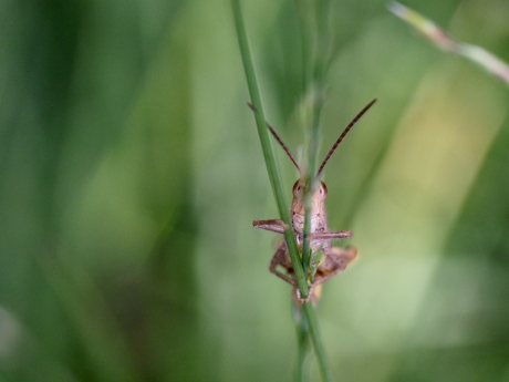 Scheelkijkende krekel